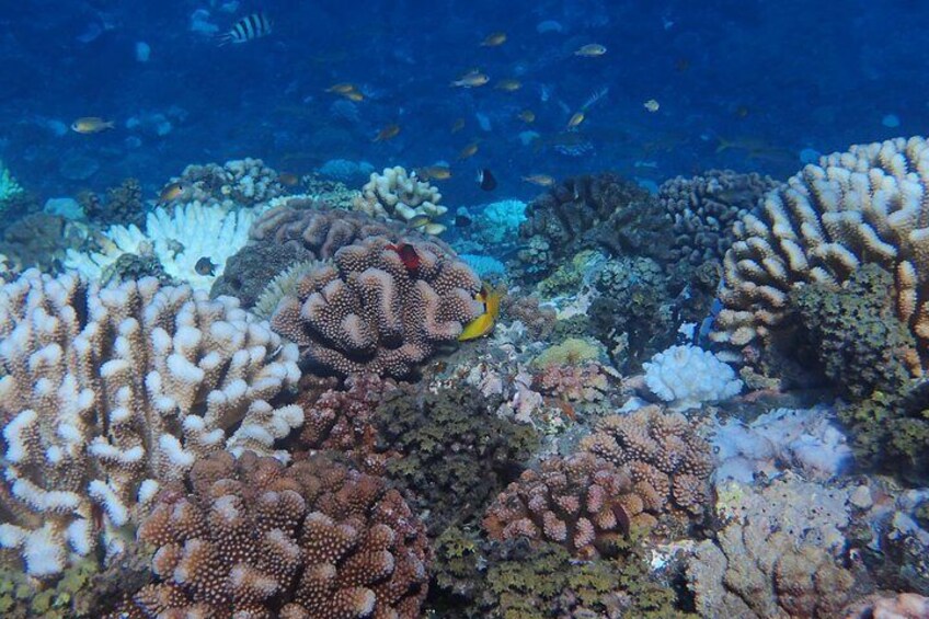 Tahiti Turtles snorkeling at 7:30am