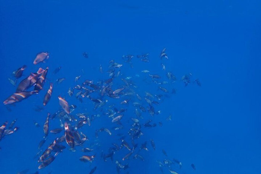 Tahiti wrecks and tropical fishes snorkeling at 1:00pm