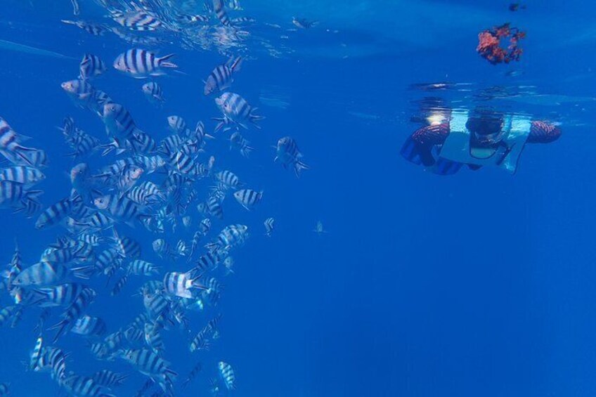 Tahiti wrecks and tropical fishes snorkeling at 1:00pm