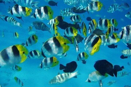 Small group snorkeling (5 people max): wrecks & tropical fishes at 1:00pm