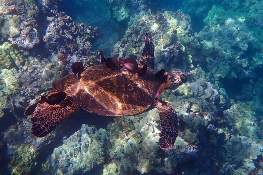  Olowalu Kayak & Snorkel Tour (7am - 10am)