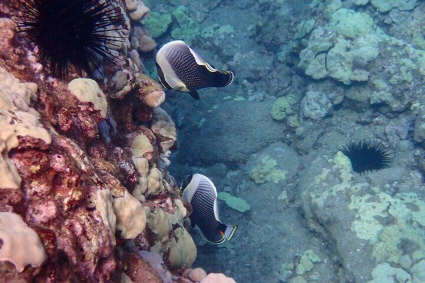 Turtle Town Kayak & Snorkel Private Tour (7am-10am)
