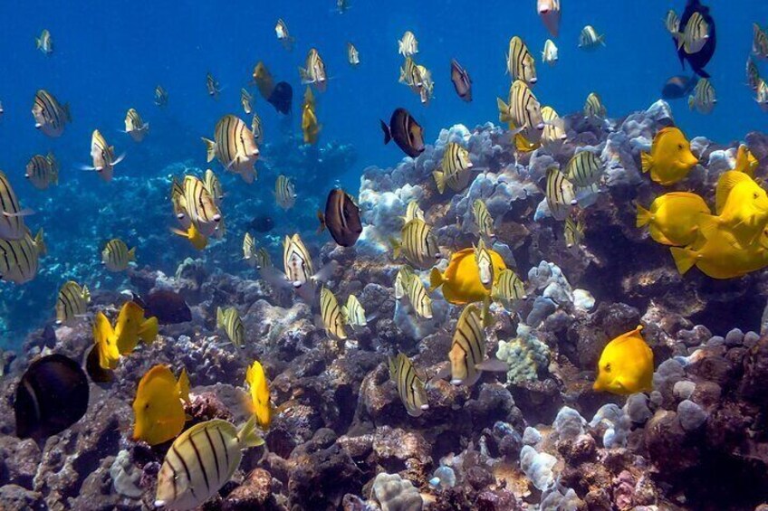 Turtle Town Clear Kayak & Snorkel Tour (7am-10am)