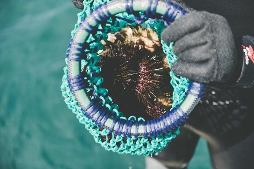 Our divers will harvest live periwinkle and urchin on your tour