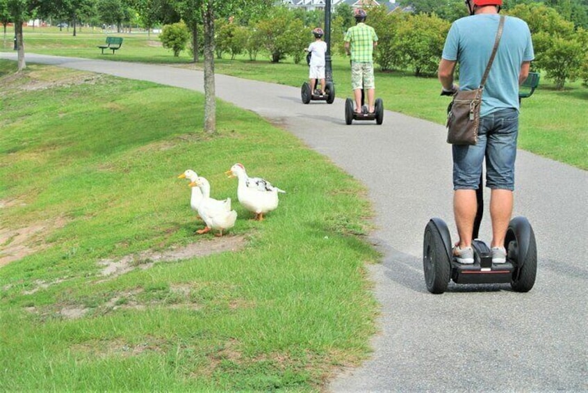2-Hour Guided Segway Tour of Huntington Beach State Park in Myrtle Beach