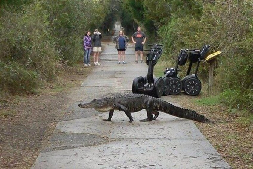 Myrtle Beach Segway Tours Huntington State Park Myrtle Beach Segway Tours Huntington State Park