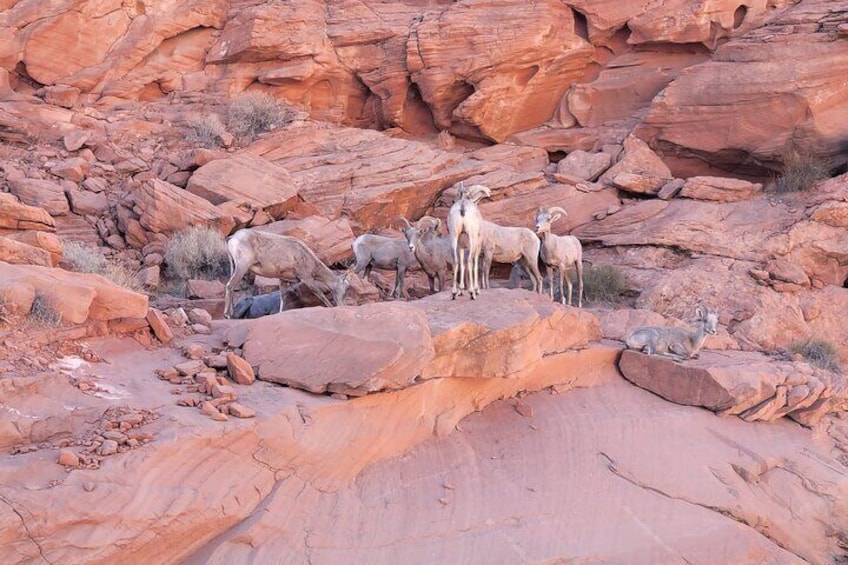 Valley of Fire Guided Tour From Las Vegas