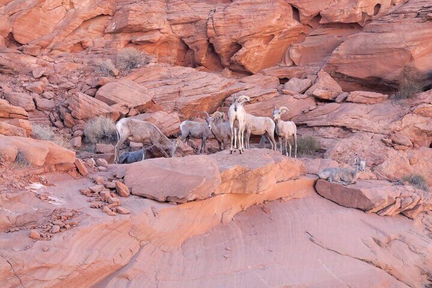 Valley of Fire Guided Tour From Las Vegas