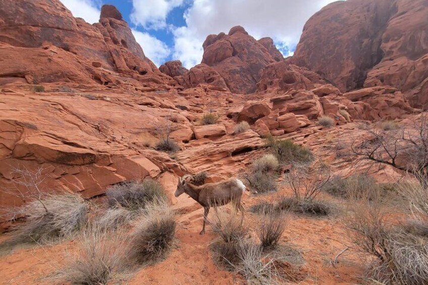 Valley of Fire Guided Tour From Las Vegas