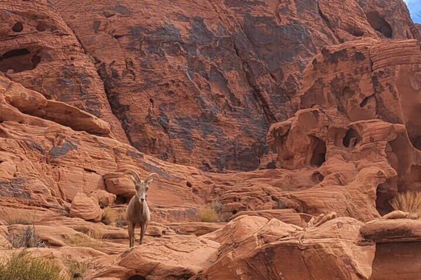 Valley of Fire Guided Tour From Las Vegas