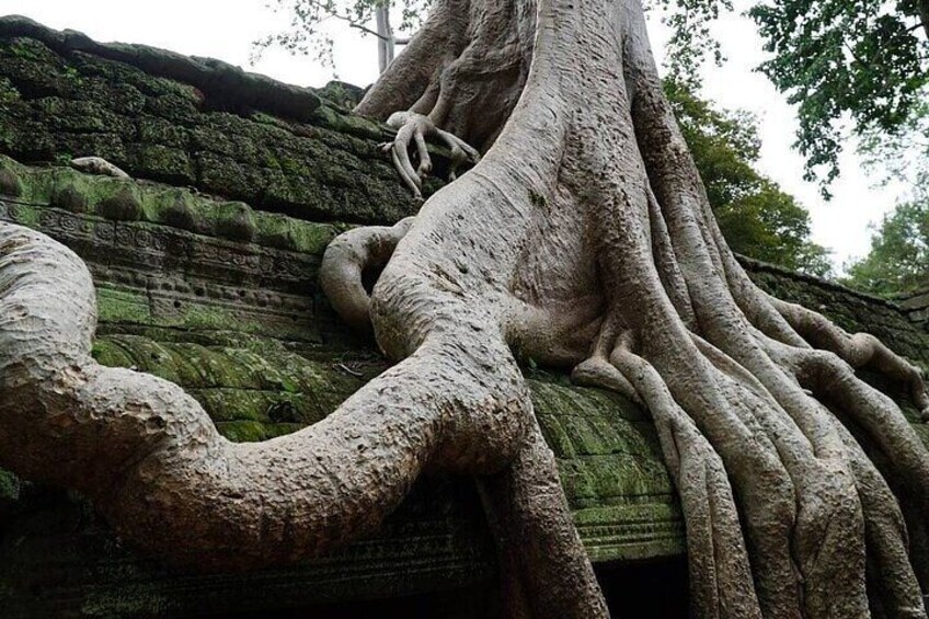 Angkor Wat Sunrise Shared Tour