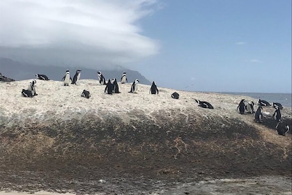 Walk & Swim with African Penguins