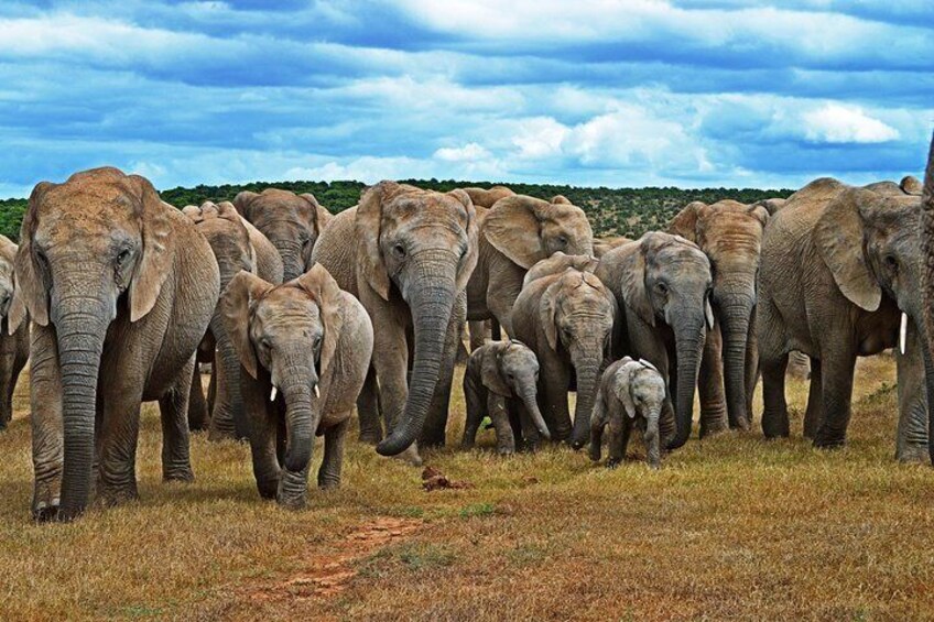 Herd of Elephants - Addo Elephant Park