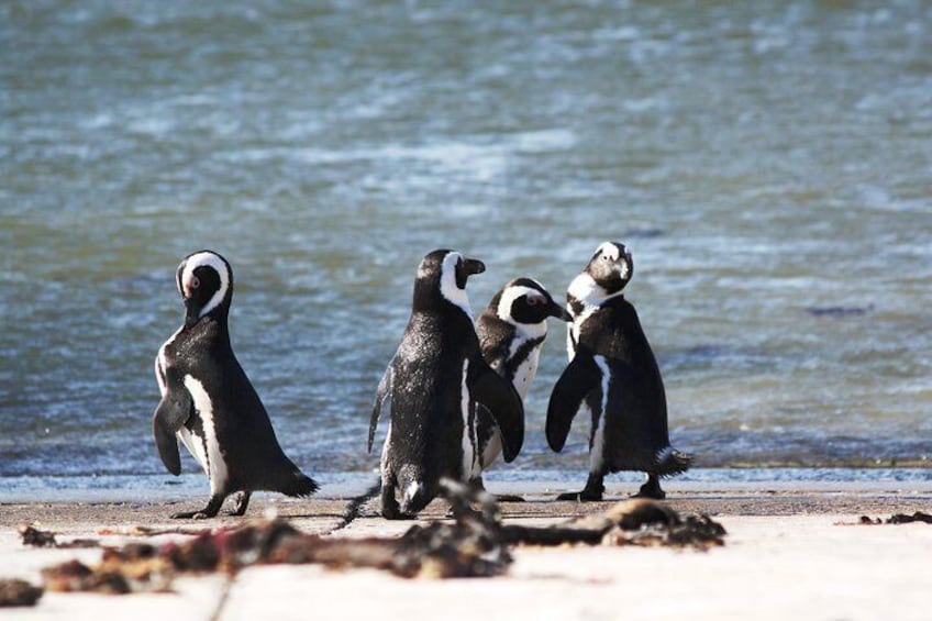 African Penguins at Stony Point, Bettys Bay