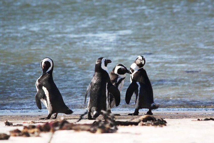 African Penguins at Stony Point, Bettys Bay