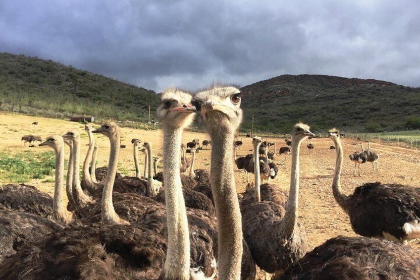 Ostriches in Oudtshoorn