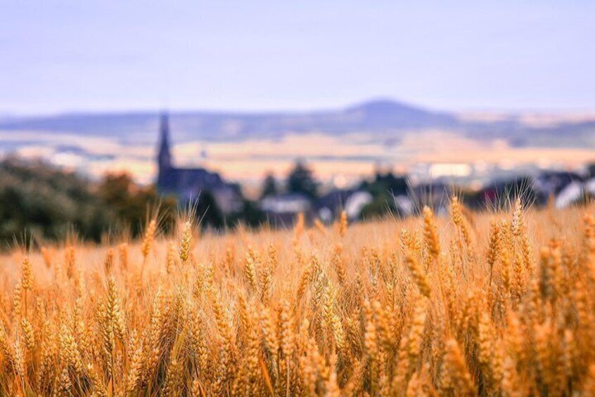 Wheat Fields