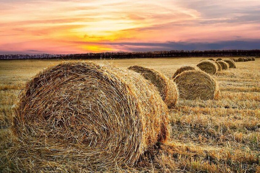 Rolling Wheat Fields