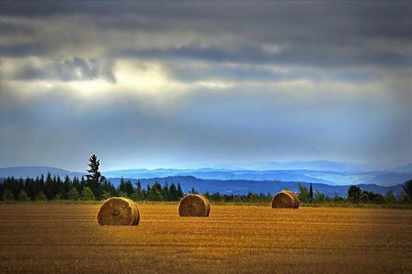 Rolling Wheat Fields