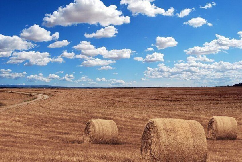 Rolling Wheat Fields