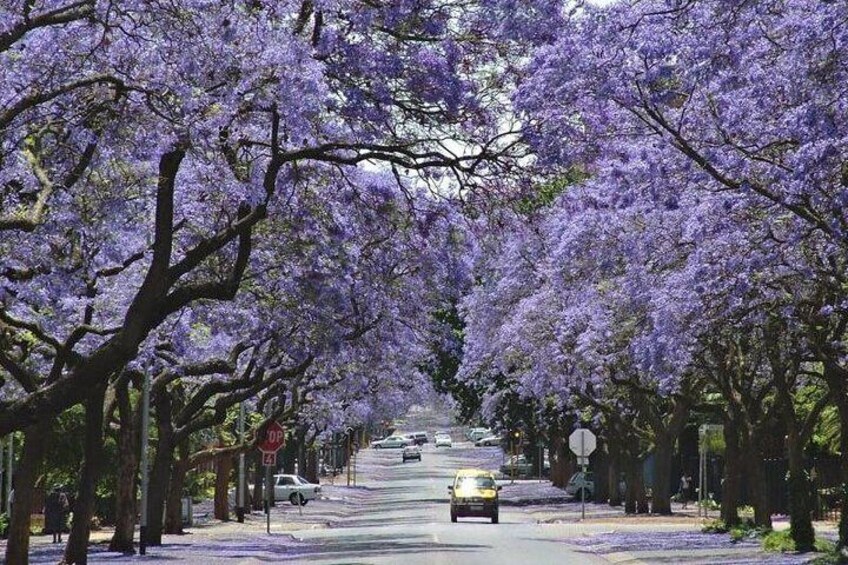 Jacaranda Street in Pretoria