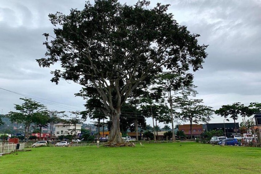 The great freedom tree, where Ugandans first dared to dream of independence