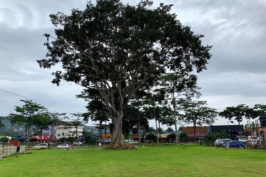 The great freedom tree, where Ugandans first dared to dream of independence
