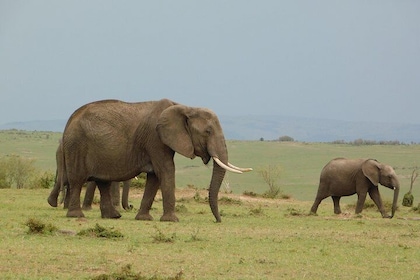 8 days Kenya discovery safari - NAIROBI