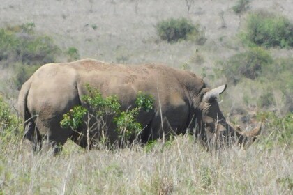 7 Days Bigfive Safari - MOMBASA