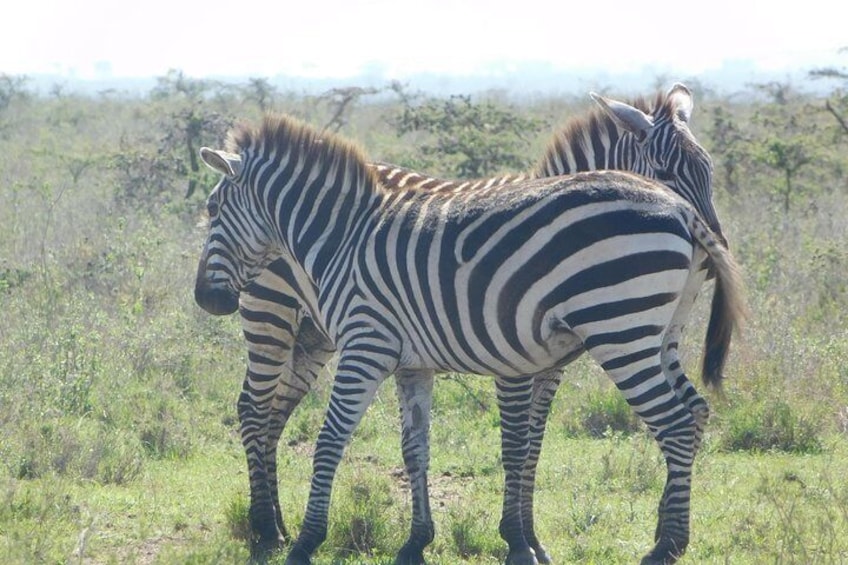 3 Days Masai Mara Flying Safari - Nairobi
