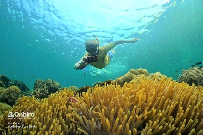 North-east Coral Reef, Phu Quoc Island, Vietnam