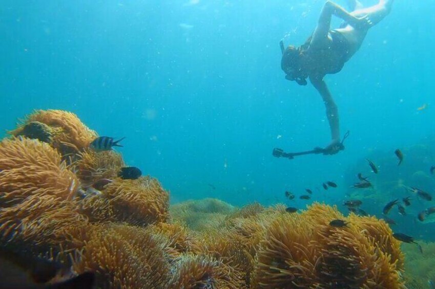 Snorkeling to see Anemone at Half-moon Reef, Phu Quoc Island, Vietnam