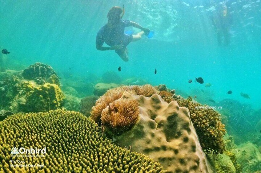 Snorkeling in Phu Quoc Island, Vietnam
