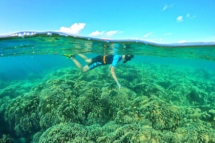 Private- Short snorkeling at Coral Mountain & North-East coral reef by spee...