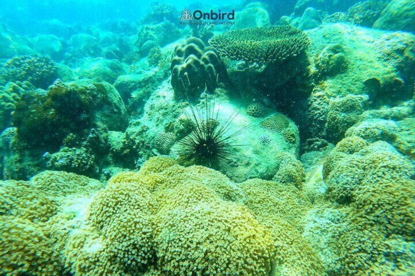 PRIVATE- Short Snorkeling at Coral Mountain & Northeast Coral Reef by speedboat