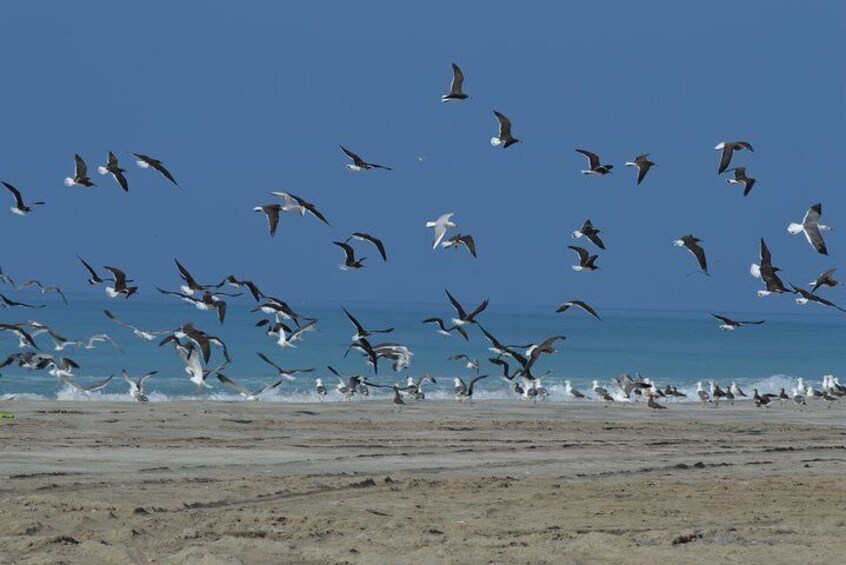 Taqa Beach - A Birds Watcher Paradis