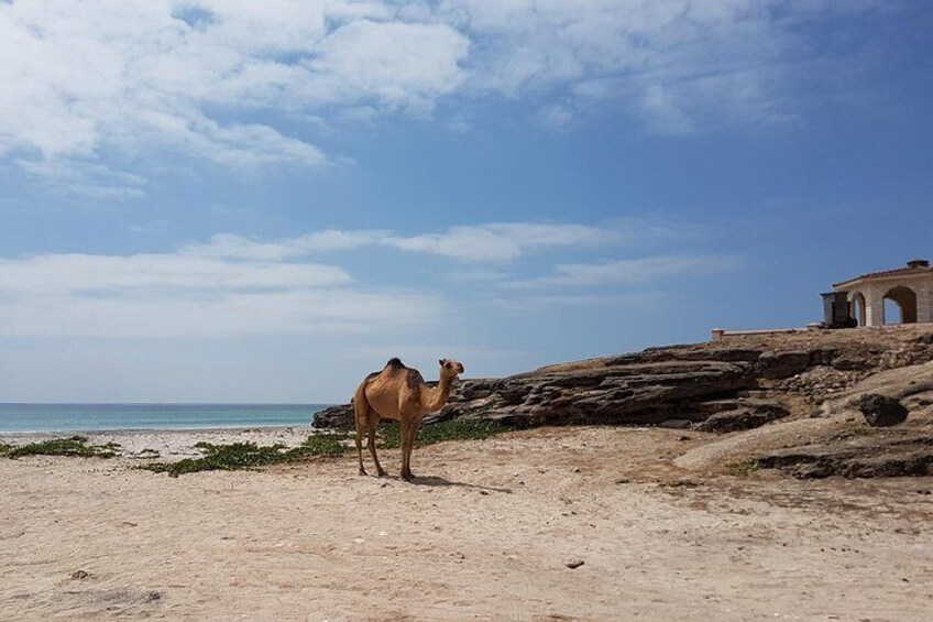 Camel in Mughsayl Beach