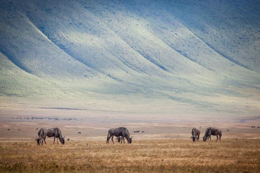 10-Day Kenya & Tanzania 4WD Safari