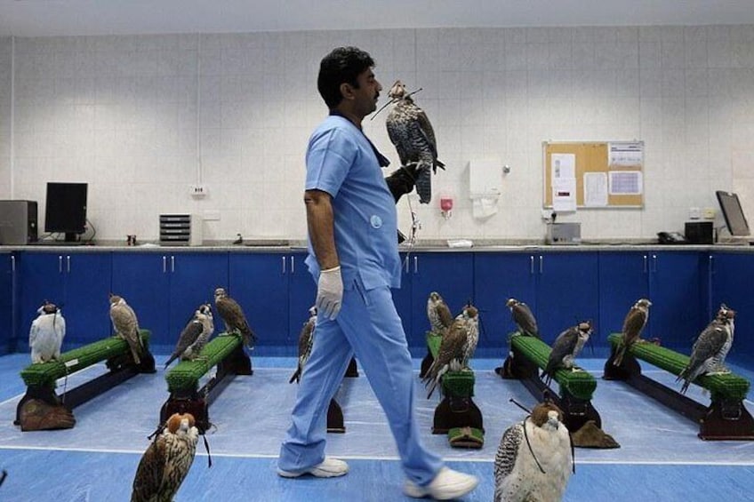 Abu Dhabi Falcon Hospital Tour