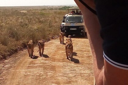 Half day Nairobi national park tours