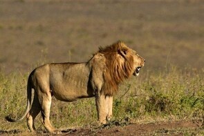 NAIROBI DAY TOUR / SAFARI
