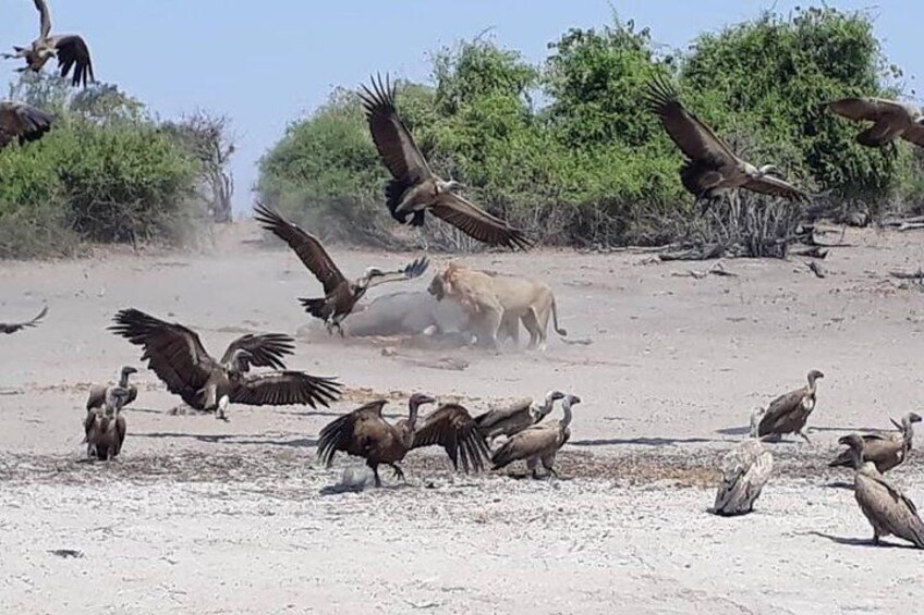 Chobe Day Trip from Livingstone, Zambia