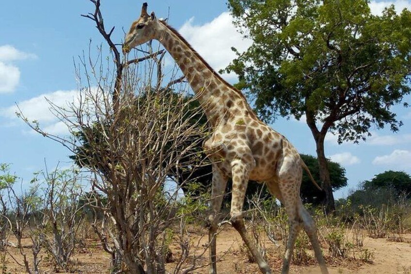 Chobe Day Trip from Livingstone, Zambia