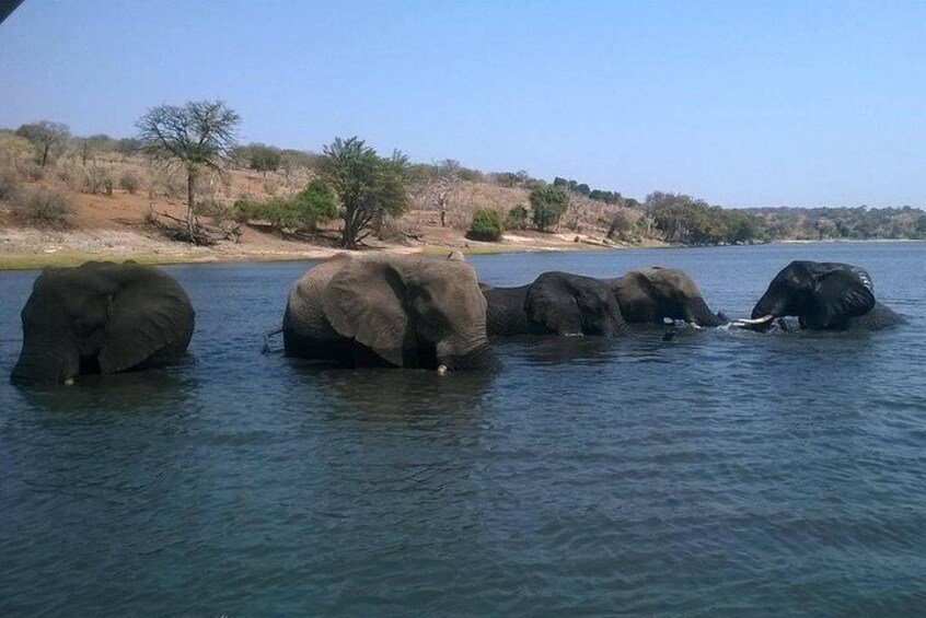 Chobe Day Trip from Livingstone, Zambia