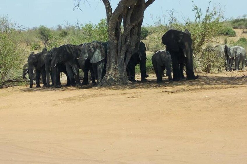 Chobe Day Trip from Livingstone, Zambia