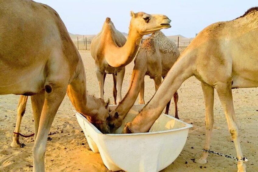 New Year Celebration 2023 Abu Dhabi Desert: Dune Bashing,Music&Dance,BBQ Dinner