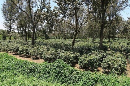 Visit Arusha Coffee Plantation Day Tour