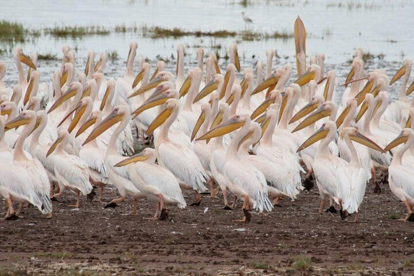 Lake Manyara National Park Full-Day Tour from Arusha