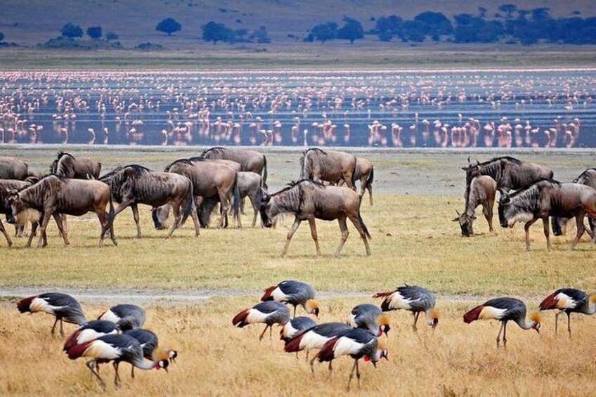 Lake Manyara National Park Full-Day Tour from Arusha