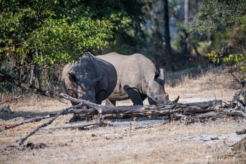 A Game Drive plus Rhino viewing in Mosi-oa-Tunya National Park 